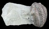 Inflated, Flexicalymene Trilobite - Ohio #57835-2